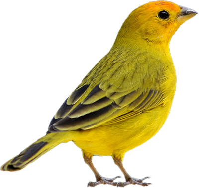 Les animaux